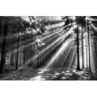 Papermoon Wood Glade 350 x 260 cm Vlies