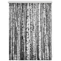 Lichtblick Rollo Klemmfix Motiv Birken - schwarz, | weiss