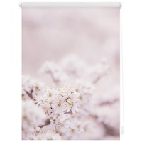 Lichtblick Rollo Klemmfix, ohne Bohren, blickdicht, Kirschblüten - Rosa