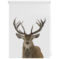 Lichtblick Rollo Klemmfix ohne Bohren, blickdicht, Hirsch braun