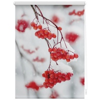Lichtblick Rollo Klemmfix, 90x150 cm Vogelbeeren rot weiß