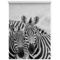 Lichtblick Rollo Klemmfix, ohne Bohren, blickdicht, Zebra schwarz weiß