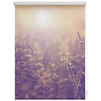 Lichtblick Rollo Klemmfix 60x150 cm
