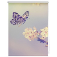 Lichtblick Seitenzugrollo Klemmfix Motiv Schmetterling 100 x 150 cm