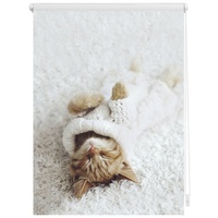 Lichtblick Seitenzugrollo Klemmfix Digital Sleepy Cat 70 x 150