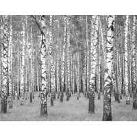 Living Walls Fototapete «Birkenwald» in Grau, Schwarz, Weiß |