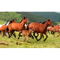 Papermoon Fototapete Wild Horses", bunt, Fototapeten Tapeten