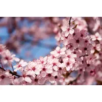 Papermoon Fototapete PAPERMOON "Springtime Flowers", bunt, B:2,5m L:1,86m, Vlies,