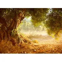 Papermoon Fototapete Old Olive Tree", bunt, Fototapeten Tapeten