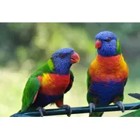 Papermoon Fototapete Rainbow Lorikeets Birds", bunt, Fototapeten Tapeten