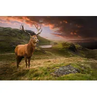 Papermoon Fototapete Red Deer", bunt, Fototapeten Tapeten