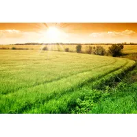 Papermoon Fototapete Field of Fresh Grain", bunt, Fototapeten Tapeten