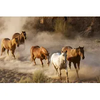 Papermoon Fototapete Wild Horses", bunt, Fototapeten Tapeten