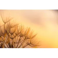 Papermoon Fototapete Dandelion Sunset", bunt, Fototapeten Tapeten