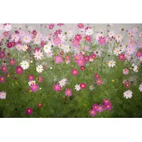 Papermoon Fototapete Cosmos Flowers", bunt, Fototapeten Tapeten