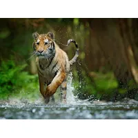 Papermoon Fototapete Siberian Amur Tiger", bunt, Fototapeten Tapeten