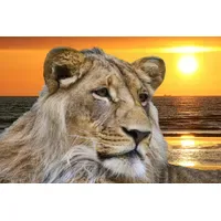Papermoon Fototapete PAPERMOON "Lion in Sunset", bunt, B:2,5m L:1,86m,