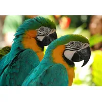 Papermoon Fototapete Macaw Love Birds", bunt, Fototapeten Tapeten