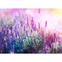 Papermoon Fototapete Lavender Field", bunt, Fototapeten Tapeten