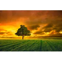 Papermoon Fototapete Horizon Sunset", bunt, Fototapeten Tapeten