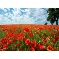 Papermoon Fototapete Red Poppy Field", bunt, Fototapeten Tapeten