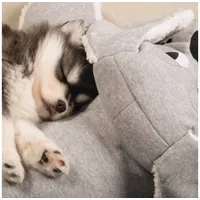 Beeztees Puppy XL-Cuddle Toy Boomba grau