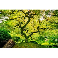 Papermoon Vlies-Fototapete Digitaldruck 350 x 260 cm Japanese Maple