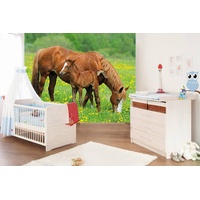 Papermoon Vlies- Fototapete Digitaldruck 250 x 180 cm Horses