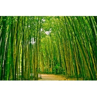 Papermoon Vlies-Fototapete Digitaldruck 350 x 260 cm, Bamboo Forest