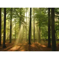 Papermoon Vlies- Fototapete Digitaldruck 350 x 260 cm, Forest