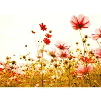 Living Walls Fototapete Designwalls Flower Meadow 2«, glatt, (5