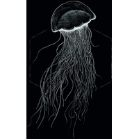 KOMAR Jellyfish Black", bunt (farbe bild(er): bunt), B:50cm H:70cm,