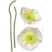 KOMAR Pavot Blanc 50 x 70 cm