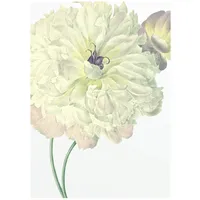 KOMAR Illustration Dahlia", bunt (farbe bild(er): bunt), B:30cm H:40cm,