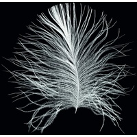 KOMAR Feather Black", bunt (farbe bild(er): bunt), B:40cm H:50cm,