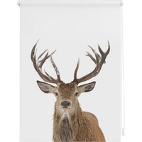 Lichtblick Rollo Klemmfix ohne Bohren, blickdicht, Hirsch Braun B/L: