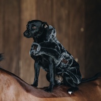 Kentucky Dogwear Hundemantel Fake Fur Kapuze Hundedecke Grau S/M