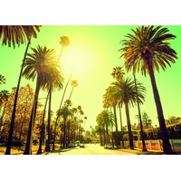 KOMAR Palm Alley", bunt (farbe bild(er): bunt), B:70cm H:50cm,