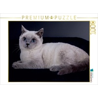 Calvendo Puzzle Britisch Kurzhaar Katzen 1000 Teile Lege-Größe 64