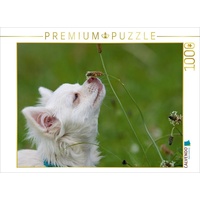 Calvendo Ein Motiv aus dem Kalender Chihuahuas - kleine