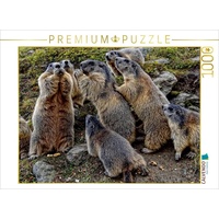 Calvendo Rasselbande. Verspielte Murmeltiere in Saas Fee Puzzle