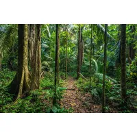 Papermoon Fototapete »REGEN-WALD-AMAZONAS PERU MANO PARK WEG BÄUME SYDAMERIKA«,