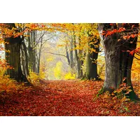 Papermoon Fototapete »WALD-HERBST BÄUME NATUR LANDSCHAFT BAUM ALLEE WANDBILD«,
