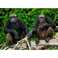 Papermoon Fototapete PAPERMOON "Schimpansen aus dem Kongo", bunt, B:4m