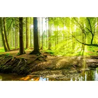 Papermoon Fototapete PAPERMOON "WALD IM FRÜHLING SONNENLICHT", bunt, B:4,5m