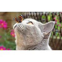 Papermoon Fototapete PAPERMOON "Schmetterling und Katze", bunt, B:4m L:2,6m,