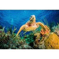 Papermoon Fototapete »JAN ABADSCHIEFF, HAWKSBILL TURTLE SCHWIMMEN DURCH KARIBISCHES