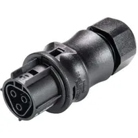Wieland 96.031.0053.1 Rundstecker Buchse, gerade Gesamtpolzahl: 3 1St.