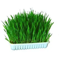 Kerbl Katzengras 100g 83198