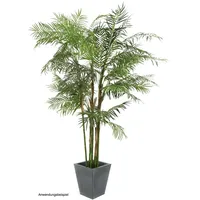 Europalms Cycasrohrpalme, 280cm